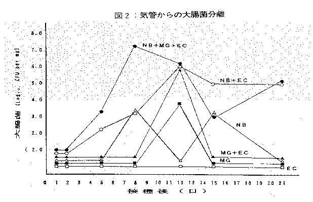 図2.気管からの大腸菌分離