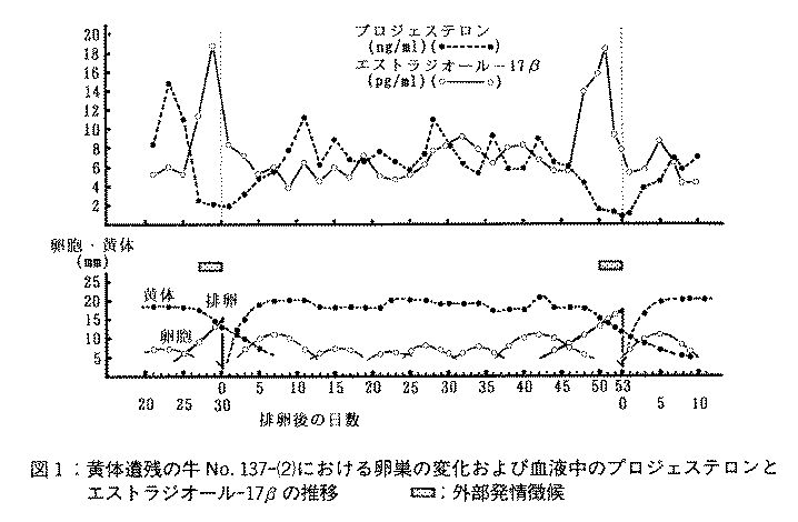 図1.黄体遺残の牛No.137-(2)における卵巣の変化および血液中のプロジェステロンとエストラジオール-17βの推移