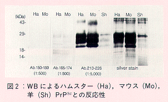 図2 WBによるハムスター(Ha)、マウス(Mo)、羊(Sh)PrPscとの反応性
