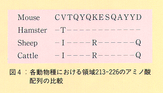 図4 各動物種における領域213-226のアミノ酸配列の比較