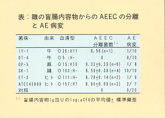 表 雛の盲腸内容物からのAEECの分離とAE病変