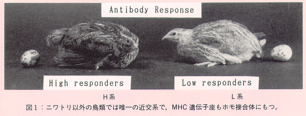 図1 ニワトリ以外の鳥類では唯一の近交系で、MHC遺伝子座もホモ接合体にもつ