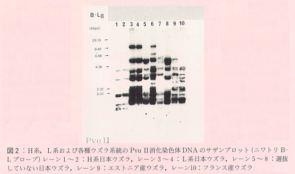 図2 H系、L系および各種ウズラ系統のPvu消化染色体DNAのサザンブロット
