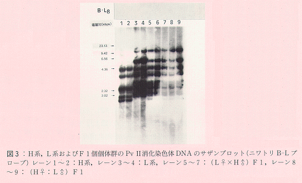 図3 H系、L系およびF1個個体群のPvII消化染色体DNAのサザンブロット