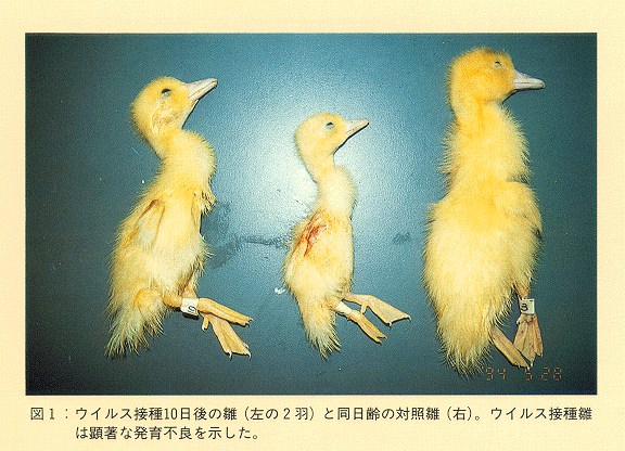 図1 ウイルス接種10日後の雛(左の2羽)と同日齢の対照雛。