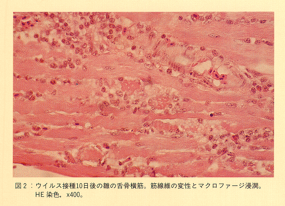 図2 ウイルス接種10日後の雛の舌骨横筋。