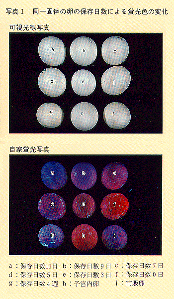 写真1 同一固体の卵の保存日数による蛍光色の変化