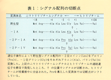 表1 シグナル配列の切断点