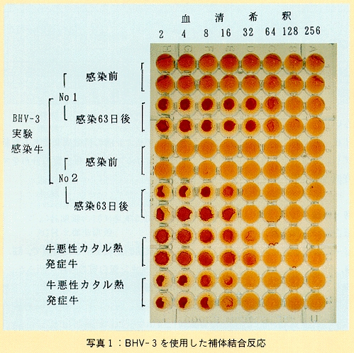 写真1 BHV-3を使用した補体結合反応