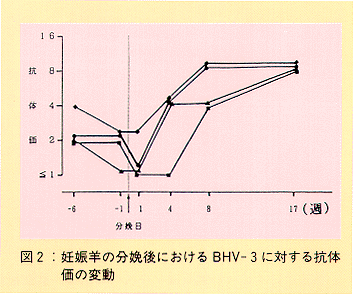 図2 妊娠羊の分娩後におけるBHV-3に対する抗体価の変動