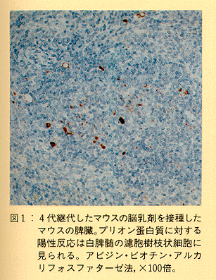 図1 4代継代したマウスの脳乳剤を接種したマウスの脾臓。