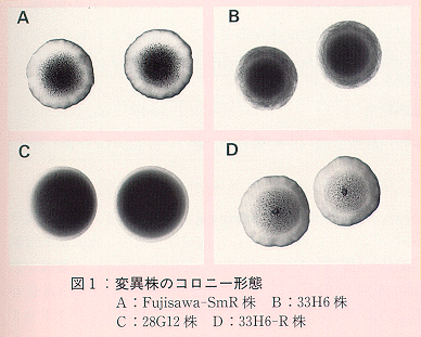 図1 変異株のコロニー形態