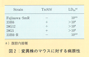 図2 変異株のマウスに対する病原性