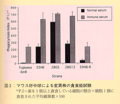 図3 マウス好中球による変異株の貪食能試験