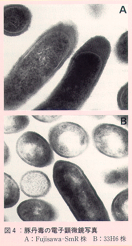 図4 豚丹毒の電子顕微鏡写真