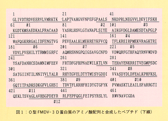 図1 O型FMDV-3 D蛋白質のアミノ酸配列と合成したペプチド