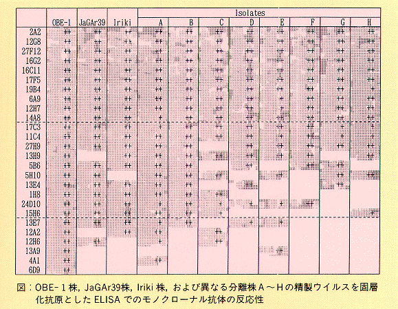 図 OBE-1株、JaGAr39株、Iriki株、及び異なる分離株A～Hの精製ウイルスを固層化抗原としたELISAでのモノクローナル抗体の反応性