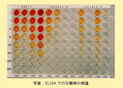 写真 ELISAでの分離株の相違