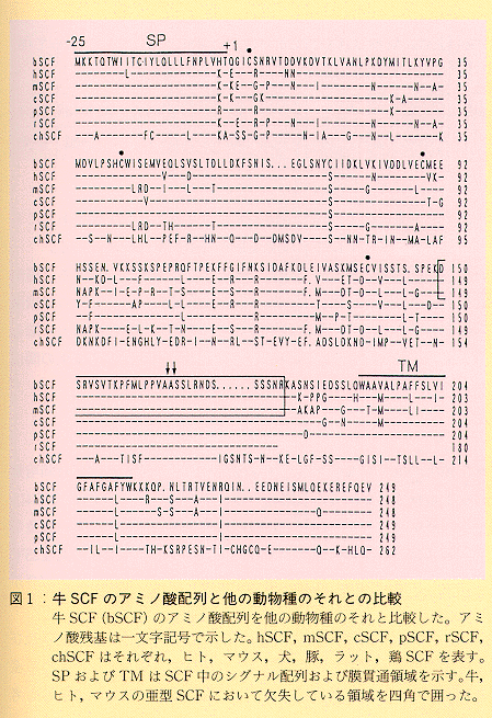 図1 牛SCFのアミノ酸配列と他の動物種のそれとの比較