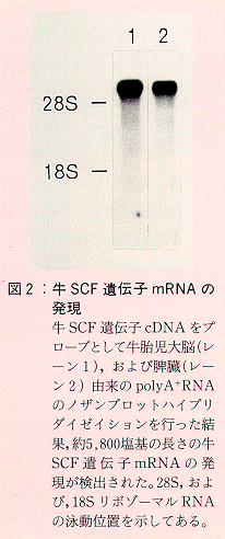 図2 牛SCF遺伝子mRNAの発現