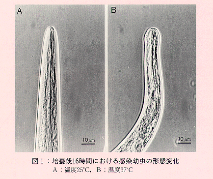 図1 培養後16時間における感染幼虫の形態変化
