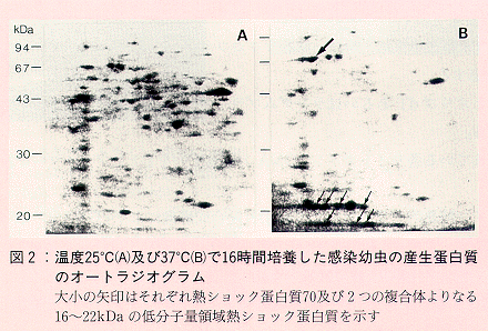 図2 温度25度(A)及び37度(B)で16時間培養した感染幼虫の産生蛋白質のオートラジオグラム