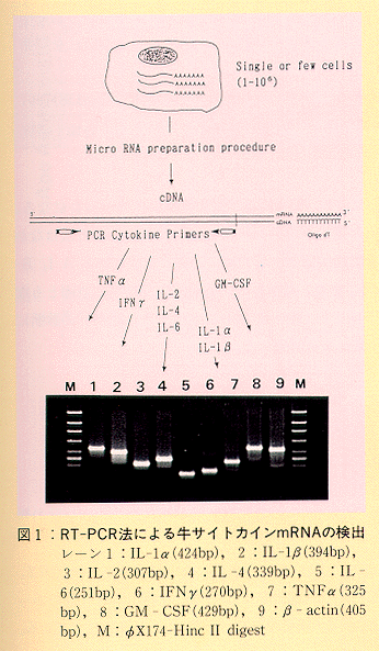 図1 RT-PCR法による牛サイトカインmRNAの検出