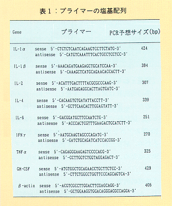 表1 プライマーの塩基配列