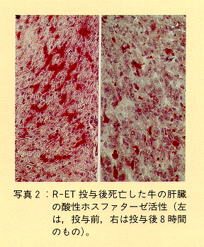 写真2 R-ET投与後死亡した牛の肝臓の酸性ホスファターゼ活性