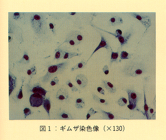 図1 ギムザ染色像