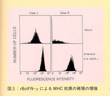 図3 rBolIFNーγによるMHC抗原の発現の増強