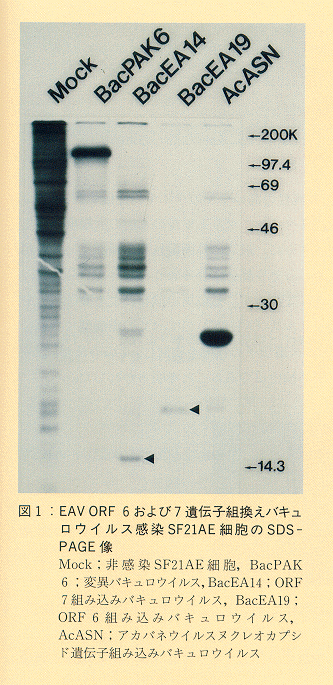 図1 EAV ORF 6および7遺伝子組換えバキュロウイルス感染SF21AE細胞のSDS-PAGE像