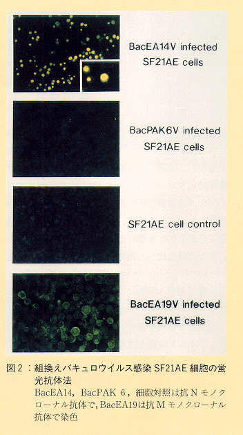 図2 組換えバキュロウイルス感染SF21AE細胞の蛍光抗体法