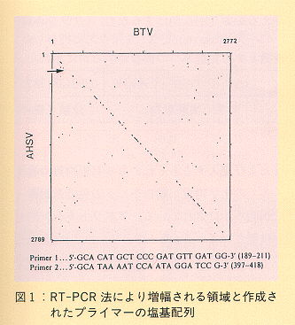 図1 RT-PCR法により増幅される領域と作成されたプライマーの塩基配列