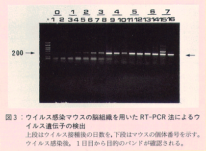 図3 ウイルス感染マウスの脳組織を用いたRT-PCR法によるウイルス遺伝子の検出