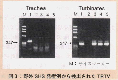 図3.野外SHS発症例から検出されたTRTV