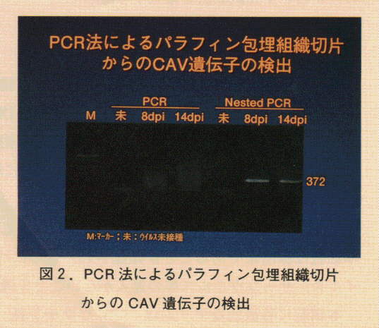 図2.PCR法によるパラフィン包埋組織切片からのCAV遺伝子の検出