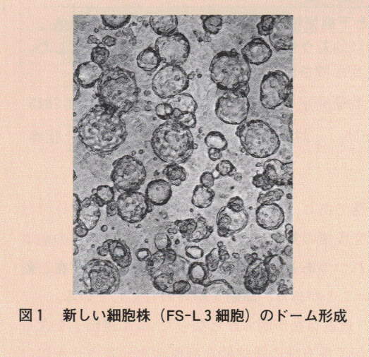 図1.新しい細胞株のドーム形状