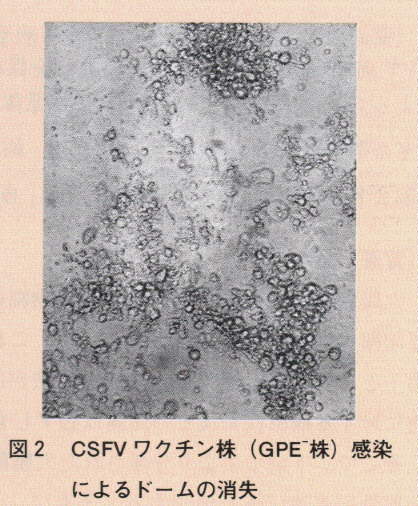 図2.CSFVワクチン株感染によるドームの消失