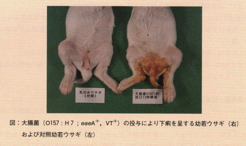 写真.大腸菌の投与により下痢を呈する幼若ウサギおよび対照幼若ウサギ