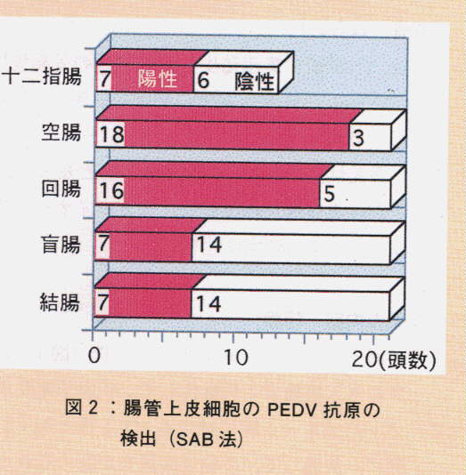 図2.腸管上皮細胞のPEDV抗原の検出