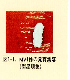 図1-1.MV1株の発育集落