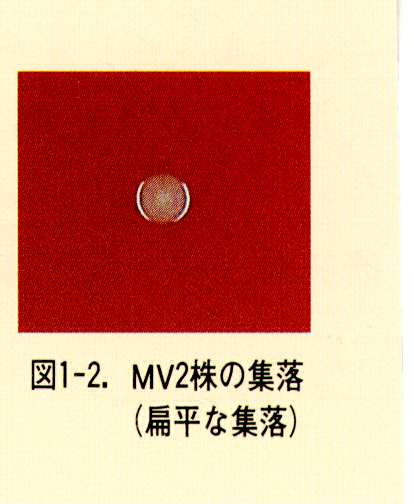 図1-2.MV2株の集落