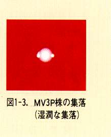 図1-3.MV3P株の集落