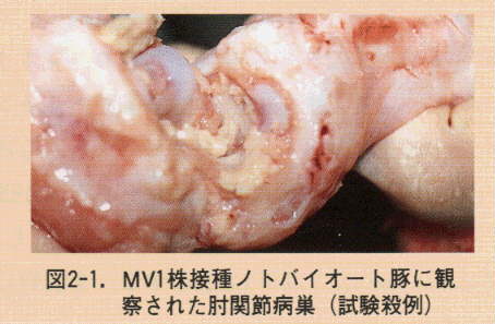 図2-1.MV1株接種ノトバイオート豚に観察された肘関節病巣