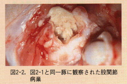 図2-2.図2-1と同一豚に観察された股関節病巣