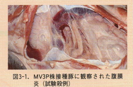 図3-1.MV3P株接種豚に観察された腹膜炎