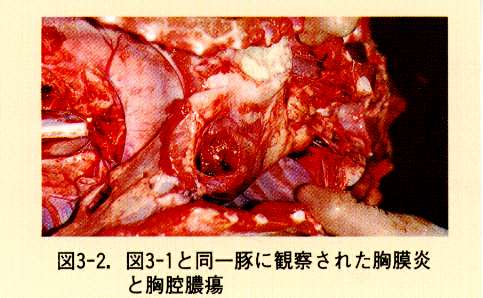 図3-2,図3-1と同一豚に観察された胸膜炎と胸腔膿瘍
