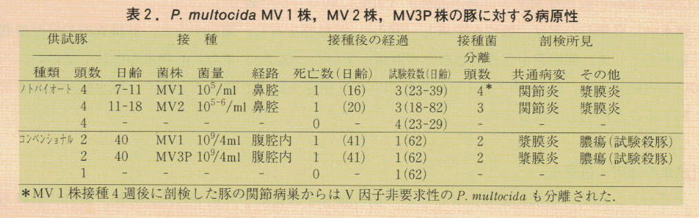 表2.P.multocida MV1株、MV2株,MV3P株の豚に対する病原性
