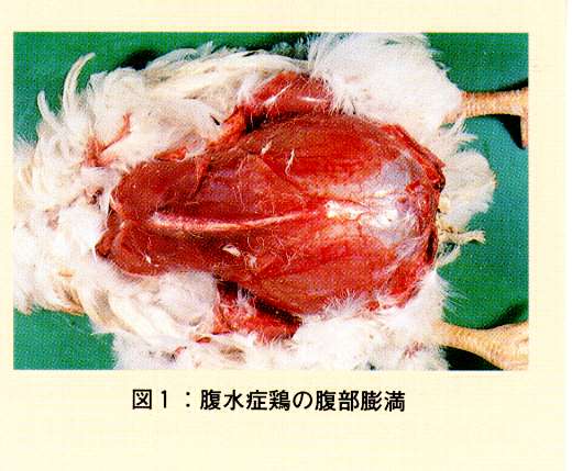 図1.腹水症鶏の腹部膨満